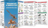 Dragonflies & Damselflies: A Folding Pocket Guide to Familiar Widespread, North American Species