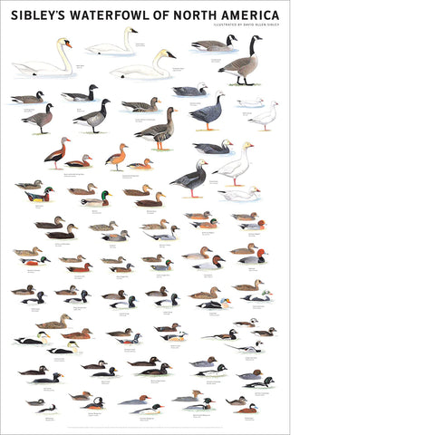 Sibley's Waterfowl of North America 24x36 Poster