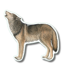 Gray Wolf Nature Sticker