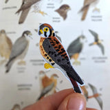American Kestrel Patch