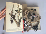 Extinct Embroidery Kit: Ivory Billed Woodpecker