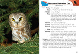 Birds of Prey of the Midwest (Bird Identification Guides) by Stan Tekiela