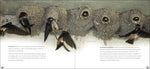 Bird Nests: Amazingly Ingenious and Intricate (Nature Appreciation) by Stan Tekeila