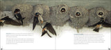 Bird Nests: Amazingly Ingenious and Intricate (Nature Appreciation) by Stan Tekeila