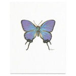 Butterflies & Moths / Prints . Blue Hairstreak