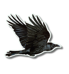 Raven Nature Sticker