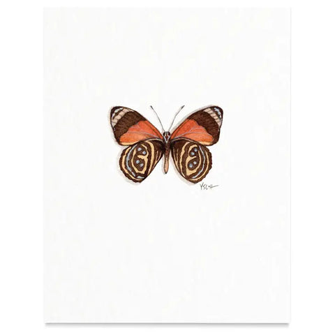 Butterflies & Moths / Prints . Figure-of-Eight Butterfly