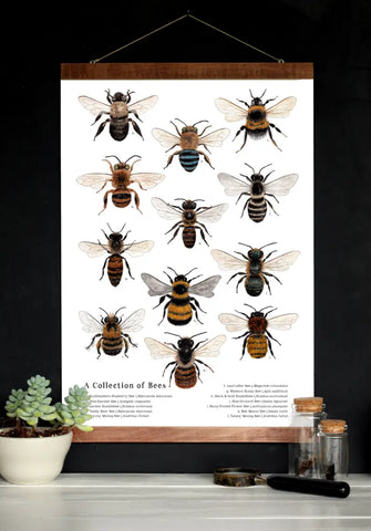 School Room Chart - A Collection of Bees - 12 x 18 Poster