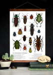 An Assortment of Beetles - School Room Wall Art - 12 x 18 Poster