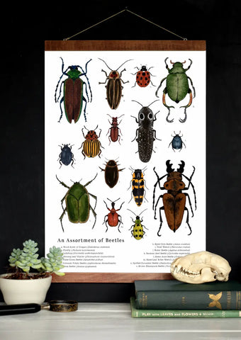 An Assortment of Beetles - School Room Wall Art - 12 x 18 Poster