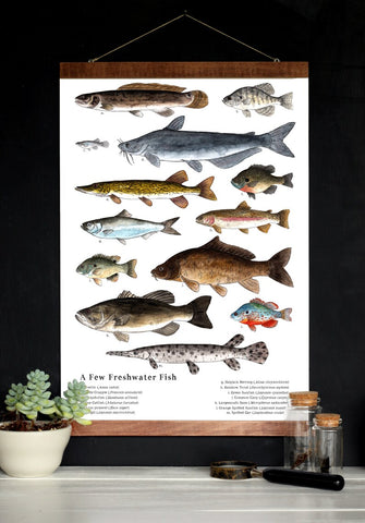 Nature Art Poster - A Few Freshwater Fish - 12 x 18 Poster