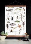 Assorted Minibeasts - Invertebrates - School Room Wall Art - 12 x 18 Poster