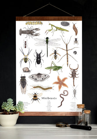Assorted Minibeasts - Invertebrates - School Room Wall Art - 12 x 18 Poster