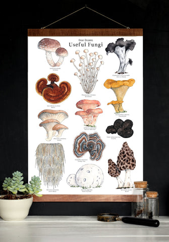 Useful Fungi 12 x 18 Poster