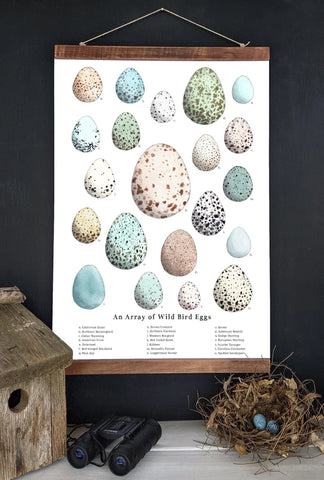 An Array of Wild Bird Eggs - Nature Collection - School Room Wall Art - 12 x 18 Poster