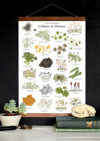 Lichens & Mosses 12 x 18 Poster