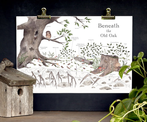 Nature Art Poster - Beneath the Old Oak - Nature Details - School Room Wall Art - 12 x 18 Poster