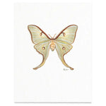 Butterflies & Moths / Prints . Luna Moth