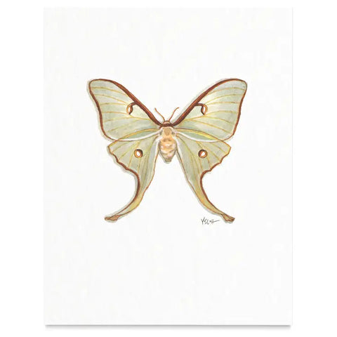 Butterflies & Moths / Prints . Luna Moth