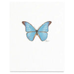 Butterflies & Moths / Prints . Blue Morpho