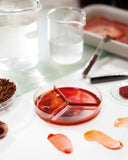 The Natural Pigment Handbook: A Maker's Guide to the Art, Stories and Recipes for Creating Paint by Lucy Mayes