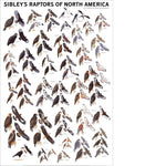 Sibley's Raptors of North America 24x36 Poster