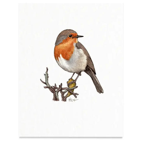 Birds / Prints . Robin
