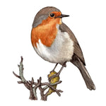 Birds / Sticker . Robin