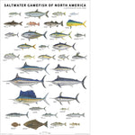 Saltwater Gamefish of North America 24x36 Poster
