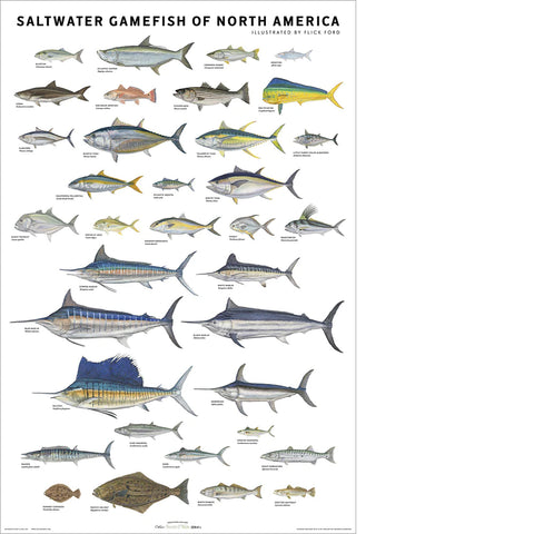 Saltwater Gamefish of North America 24x36 Poster