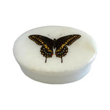 Eastern Black Swallowtail Butterfly Oval Soapstone Jewelry Box