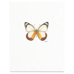 Butterflies & Moths / Prints . Union Jack