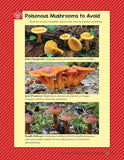 A Guide to Wild Food Foraging: Proper Techniques for Finding and Preparing Nature's Flavorful Edibles by David Squire