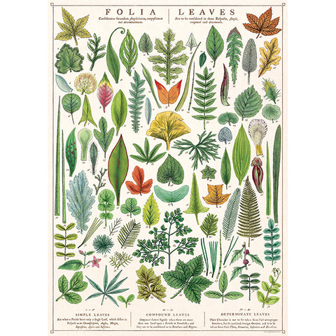 Folia Leaves Wrap/Poster