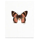 Butterflies & Moths / Prints . Zodiac Moth