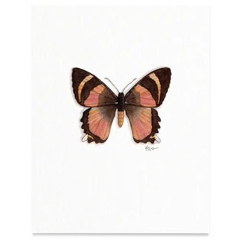 Butterflies & Moths / Prints . Zodiac Moth
