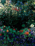 The Edible Flower Garden by Rosalind Creasy