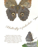 A Butterfly is Patient by Dianna Aston