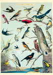 Audubon Birds Wrap