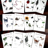 Backyard Nature Life Cycles Learning Cards