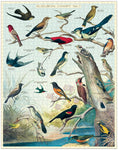 Birds 1,000 Piece Puzzle