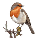 Birds: Robin Gift Tag