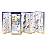 Birds of the New England Coast (Folding Guides)