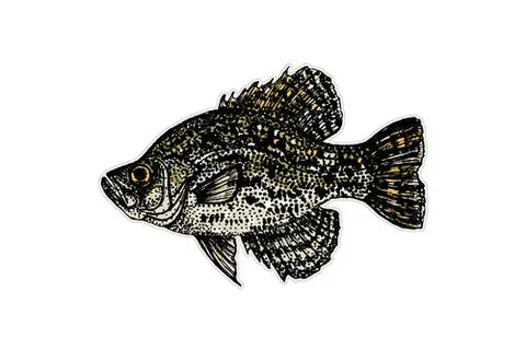 Crappie Freshwater Fish Decal