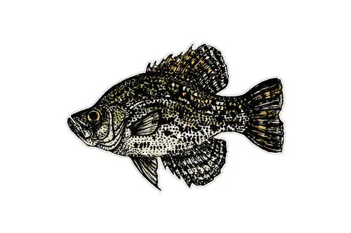 Crappie Freshwater Fish Decal – nature+nurture