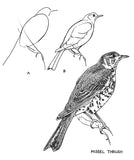 Drawing Birds by Raymond Sheppard