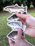 Freshwater Fish Waterproof Stickers (Twig & Moth)