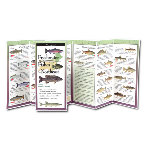Freshwater Fishes of Northeast (Folding Guides)