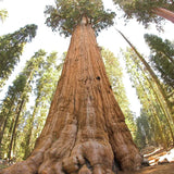 Giant Sequoia | Seed Grow a Tree Kit
