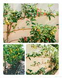 Grow Your Own Mini Fruit Garden by Christy Wilhelmi